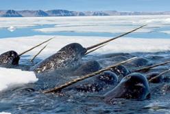 Ученые выяснили, для чего «арктическому единорогу» нужен рог 