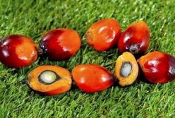 Пальмовое масло связано с распространением раковых клеток – ученые