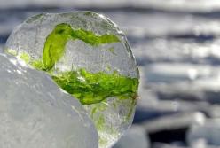 На побережье Европы найдены водоросли времен ледникового периода
