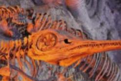 В Африке найдена рыба возрастом 400 миллионов лет