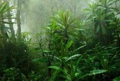 Названа причина расширения тропических зон на Земле