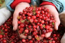 Эта ягода спасает от зубной боли лучше таблеток