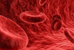 Найдена связь между продолжительностью жизни и уровнем железа в крови