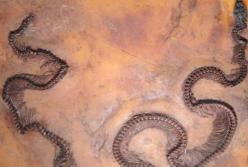 Ученые обнаружили змею с инфракрасным зрением 