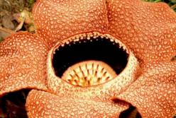 В джунглях Индонезии обнаружили самый большой цветок в мире (фото)