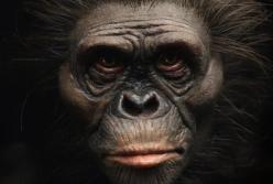 Ученые воссоздали реалистичный облик предков человека, живших 2,5 млн назад (фото)