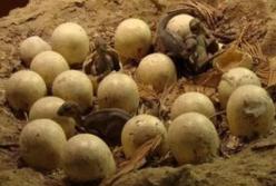 Археологи обнаружили доисторическую кладку яиц динозавра
