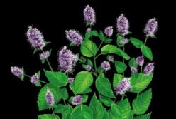 Состав перечной мяты: использование в косметологии и фармацевтике