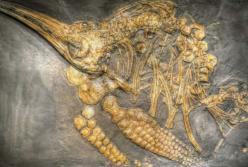 Ученые обнаружили гигантское морское чудовище эпохи динозавров 