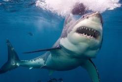 В Египте на туристов из Украины напала акула: 12-летний мальчик в реанимации