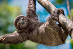 Ученые описали гигантского ленивца, жившего 10 тысяч лет назад