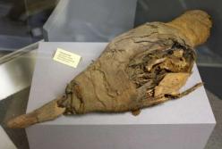 Ученые установили, как в древнеегипетских гробницах появились миллионы мумий птиц 
