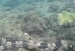 Ученые обнаружили необычный вид акул