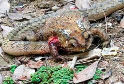 Ученые обнаружили змей с необычно жестоким методом поедания жертвы