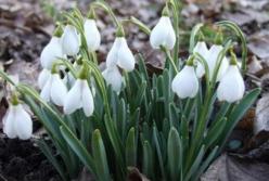 Женщину в Ивано-Франковске оштрафовали за торговлю первоцветами