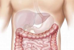 Ученые назвали продукты, которые повреждают печень