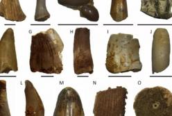 Ученые обнаружили зубы древнего «речного чудовища»