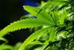 Суд Италии разрешил выращивание каннабиса дома для собственных нужд