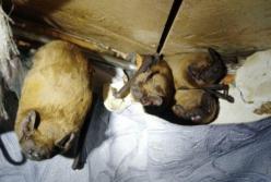 В Киеве более сотни летучих мышей устроились на зимовку на балконе
