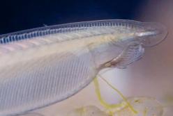 Ученые назвали животное с самой тонкой кожей 