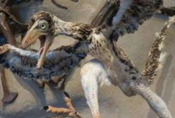 Ученые обнаружили в Антарктиде окаменелости необычных птиц