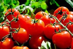 Врачи рассказали, кому нельзя есть помидоры