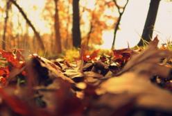 Прогноз погоды на 12 октября: будет тепло и сухо (карта)