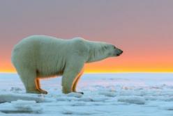 Ученые назвали вероятный год исчезновения белых медведей