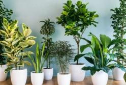 Названы растения, которые благоприятно действуют на нервную систему