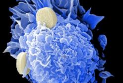 Ученые нашли природное противораковое вещество