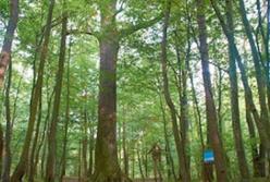 Деревья «рассказали» ученым о причинах побед Чингисхана