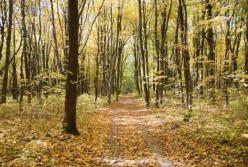 Подросток исчез в лесу во время соревнований по спортивному ориентированию