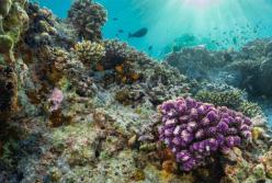 В Тихом океане нашли огромный коралловый риф - он оказался выше самых известных небоскребов мира