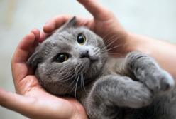 Ученые выяснили, как коты влияют на дистанционную работу хозяев