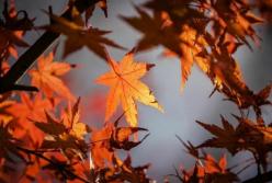 ​Последние выходные октября будут теплыми и солнечными