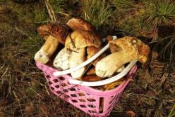 Идеальный день для сбора грибов: синоптики обрадовали прогнозом погоды