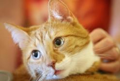 В Одессе первоклассница заявила о "минировании" школы: хотела домой к коту