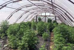 На Донбассе в прифронтовой полосе разоблачили наркоплантацию