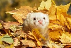 Прогноз погоды на 2 ноября: идет потепление, но будет сильный ветер (карта)