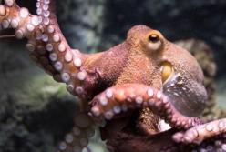 Ученые: осьминоги помогут совершить революцию в трансплантологии