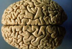 Медики назвали продукты, которые защищают головной мозг от возрастной деградации