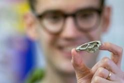 Ученые нашли останки общего предка кур, уток и гусей