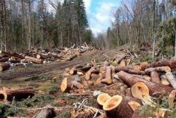 Рада запретила вырубку лесов в Карпатах