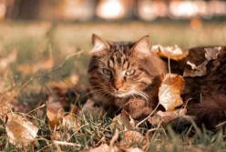 Прогноз погоды на 27 ноября: Украину накроют дожди