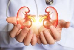 Ученые выяснили, как спасти почки в старости