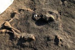 Археологи обнаружили загадочное захоронение собак, которому больше 8 тысяч лет (фото)