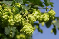 Оказалось, что чай, табак и клюква - это природные ГМО-растения