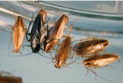 Медики рассказали, какие болезни переносят тараканы