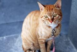 Одесситка жестоко расправилась с котом за то, что он поцарапал ей руку