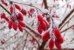 Прогноз погоды на 29 ноября: в Украину идут ледяные дожди (карта)